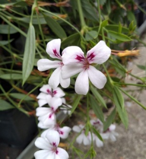 Pelargonium x tricuspidatum